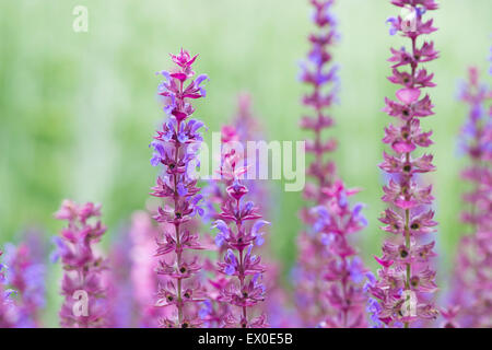 Salvia nemorosa 'Ostfriesland'. Clary des Balkans 'Ostfriesland' fleurs Banque D'Images