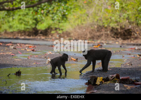 L'activité sociale de Sulawesi black-crested macaque (Macaca nigra). Banque D'Images