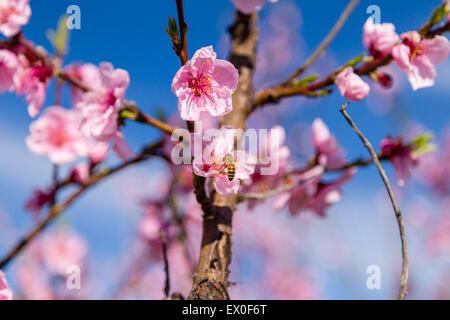 L'arrivée du printemps à l'éclosion de fleurs de pêcher sur les arbres : en fonction de l'agriculture traditionnelle, ces arbres ont été traités avec des fongicides Banque D'Images