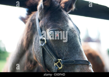 Un jeune cheval pur-sang debout à une clôture Banque D'Images