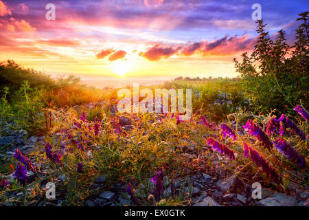 Coucher de soleil pittoresque paysage avec végétation mixte dans le chaud soleil et le ciel coloré à l'arrière-plan Banque D'Images