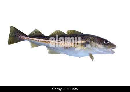 Gros poissons morue sur un fond blanc Banque D'Images