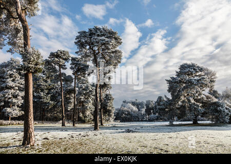 Frost-couvertes de pins près de Elveden, Suffolk, Angleterre. Banque D'Images