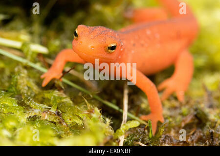 De salamandre La Nouvelle Angleterre, l'Est orange/rouge, Newt Notophthalmus viridescens, Claremont, New Hampshire. Banque D'Images