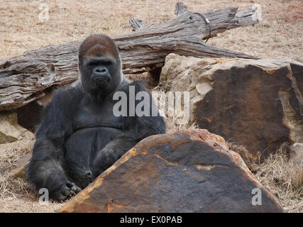 Un sliverback Gorilla se trouve dans son boîtier avec un air sévère sur son visage. Banque D'Images