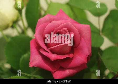 Rose rouge symbole universel de l'amour et de la beauté Banque D'Images