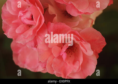 Quelques roses rouges symbole universel de l'amour et de la beauté Banque D'Images