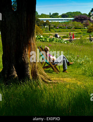 Woman relaxing in transat à côté arbre à Trentham Gardens près de Stoke on Trent Staffordshire England UK Banque D'Images