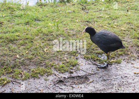 Foulque macroule, Fulica atra Foulque macroule, sur la terre et l'herbe Banque D'Images
