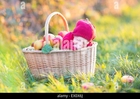 Mignon bébé nouveau-né dans un panier de pommes dans un jardin ensoleillé Banque D'Images