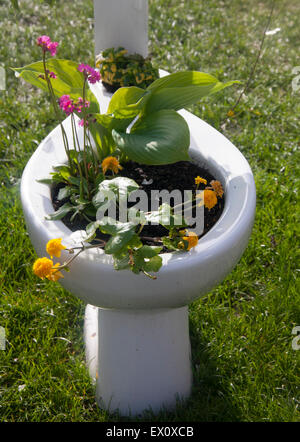 Utilisation inhabituelle de la cuvette des toilettes comme vase ou récipient pour les plantes et fleurs UK Banque D'Images