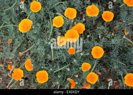 L'orange vif coquelicots de Californie, côte, en Californie. Banque D'Images