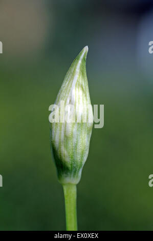 L'Allium ursinum - Ail sauvage ou Ramson montrant simple tige avec bud en close-up Banque D'Images