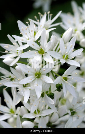 L'Allium ursinum - Ail sauvage ou Ramson in close-up Banque D'Images