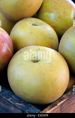 Malus domestica - Egremont russet apples in close-up avec Cox en arrière-plan dans la boîte en bois vintage. Banque D'Images