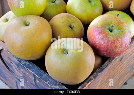 Malus domestica - Egremont russet avec pommes Cox dans old vintage boîte en bois. Banque D'Images