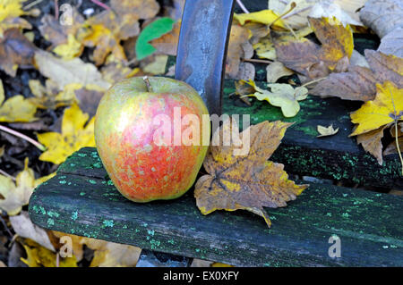 Malus domestica - également connu sous le nom de Kent Kent Malling ou Kent Malling, seul apple sur banc avec feuille. Posée par H M Tydeman dans 194 Banque D'Images