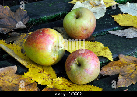 Malus domestica - Apple - également connu sous le nom de Malling Kent Kent ou Kent Malling, trois pommes sur banc avec les feuilles d'automne. Posée par l'H Banque D'Images