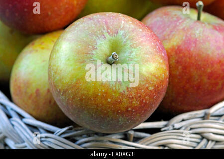 Malus domestica, la pomme 'Cox' - close-up de pommes dans old vintage panier Banque D'Images