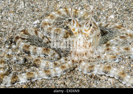 Thaumoctopus mimicus Mimic octopus, Anilao, Batangas, Philippines, Pacifique Banque D'Images