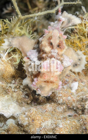 Poisson grenouille verruqueux, Antennarius maculatus, Anilao, Batangas, Philippines, Pacifique Banque D'Images