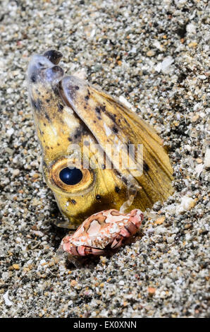Natation, crabe Carupa sp. et Blacksaddle cephalozona Ophichthus, anguille serpent, Anilao, Batanga Banque D'Images