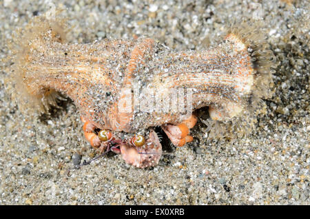 L'ermite de l'anémone, Dardanus pedunculatus, Anilao, Batangas, Philippines, Pacifique Banque D'Images