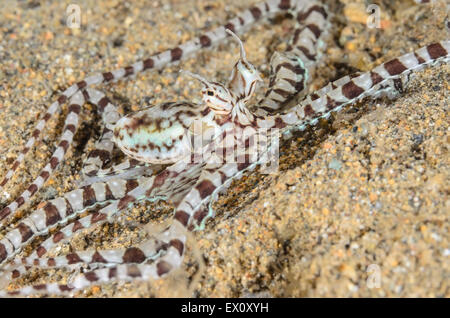 Thaumoctopus mimicus Mimic octopus, Anilao, Batangas, Philippines, Pacifique Banque D'Images