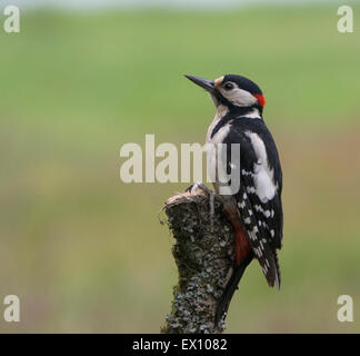 Great Spotted Woodpecker Banque D'Images