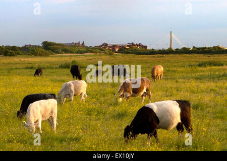 Southport, Merseyside, Royaume-Uni. 3 juillet, 2015. Les bovins Holstein & une ceinture sur l'alimentation de la génisse renoncules abondantes en été meadows en début de soirée soleil. Credit : Cernan Elias/Alamy Live News Banque D'Images