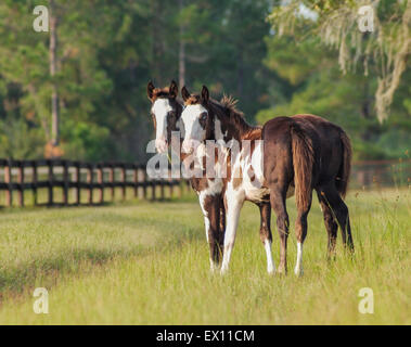 American Quarter Horse Paint pouliches sevrés Banque D'Images