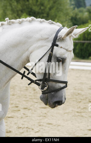 Tête d'un cheval de sport dressage gris en action Banque D'Images