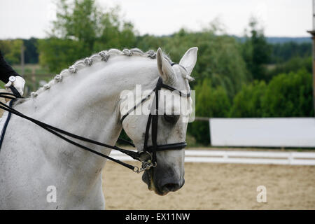 Tête d'un cheval de sport dressage gris en action Banque D'Images