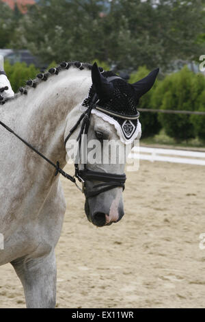 Tête d'un cheval de sport dressage gris en action Banque D'Images