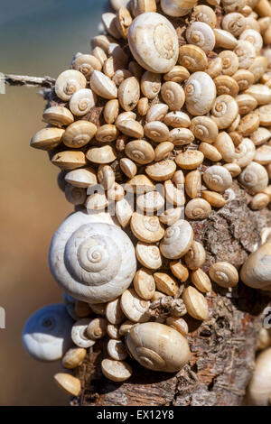 Mollusque gastéropode les escargots de Sandhill se rapprochent Theba pisana, de nombreux escargots de différentes tailles créent une belle texture à partir de leurs coquilles Banque D'Images