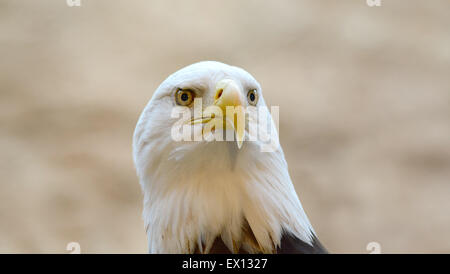 Profil d'un pygargue à tête blanche avec fond brun clair Banque D'Images