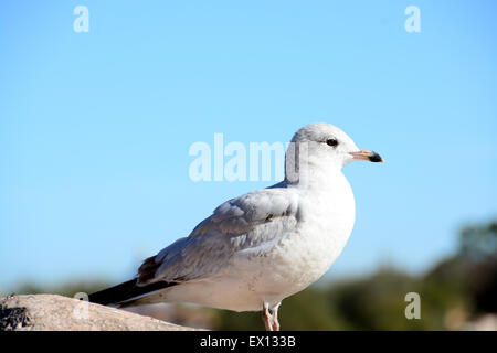 Libre d'une mouette sur un rocher près de l'océan Banque D'Images