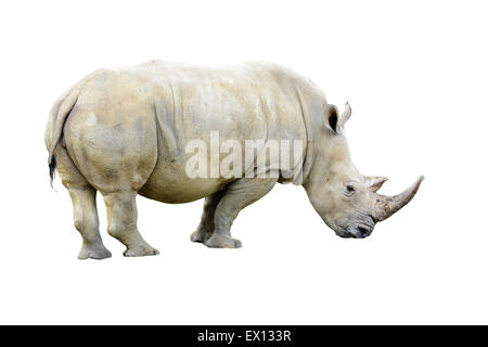 Big White Rhino taureau avec une belle corne isolé sur fond blanc Banque D'Images