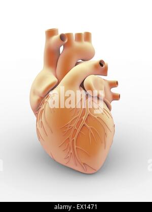 Cœur et artères artwork de l'anatomie externe d'un coeur humain vu de face La surface des vaisseaux sanguins sont Banque D'Images