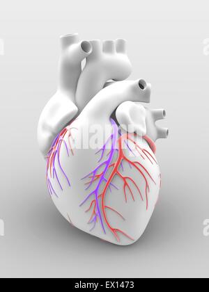 Cœur et artères artwork de l'anatomie externe d'un coeur humain vu de face La surface des vaisseaux sanguins sont Banque D'Images