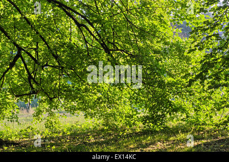 Linden tree sur matin ensoleillé Banque D'Images