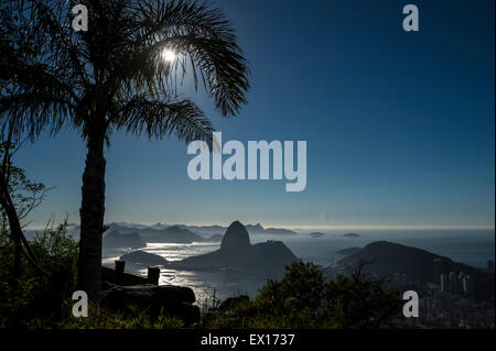 Le soleil se lève derrière un palmier d'ossature à un horizon panoramique vue sur la baie de Guanabara avec une silhouette de Sugarloaf Mountain Banque D'Images