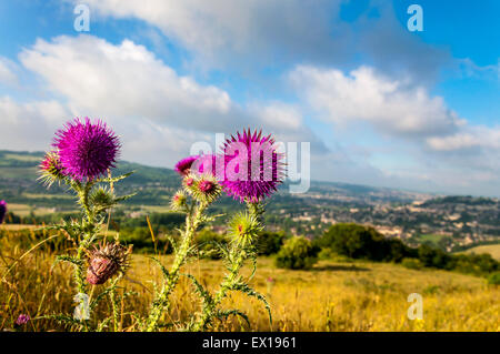 Batheaston, Somerset, Royaume-Uni. Le 4 juillet 2015. Météo britannique. Chardon (Cirsium vulgare) floraison dans un pré sur peu de Solsbury Hill. Crédit : Richard Wayman/Alamy Live News Banque D'Images