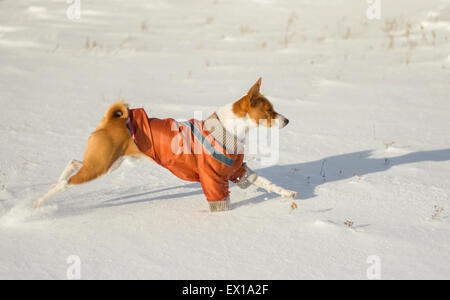 Mignon chien basenji galoper dans la neige Banque D'Images