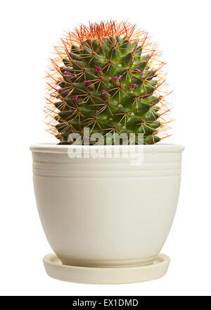 Cactus Plantes accueil libre isolé sur fond blanc Banque D'Images