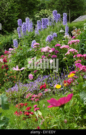 Belle maison jardin frontière de fleurs en été avec delphiniums bleu delphinium Sweet william, cosmos croissant en juin juillet pays de Galles Royaume-Uni KATHY DEWITT Banque D'Images