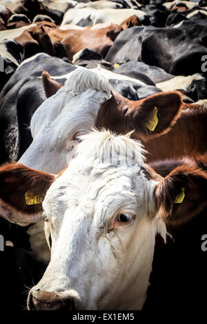 Vache laitière dans la file d'attente de traite Banque D'Images