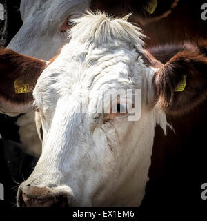 Vache laitière dans la file d'attente de traite Banque D'Images