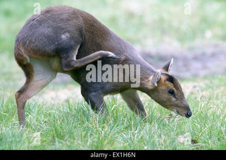 Cerf muntjac, femme, à l'éraflure avec patte arrière, dans un jardin de Cambridge, Angleterre, Royaume-Uni. Banque D'Images