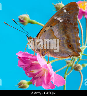 Paralellize papillon Apatura ilia(peuplier). Nymphalidae. Banque D'Images